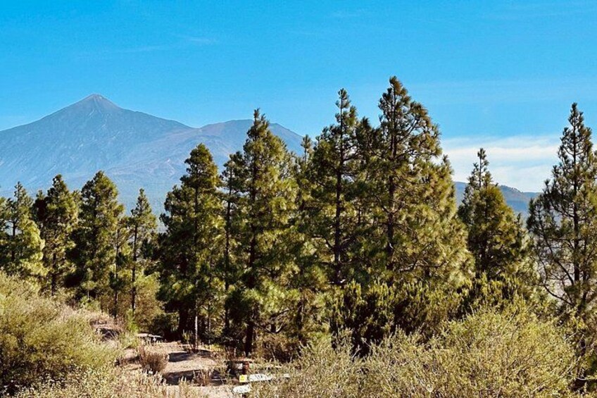 A forest with tall pine trees and a mountain in the background. 5