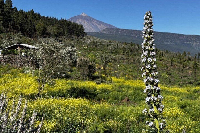 Puerto de la Cruz : Tour in Quad al Teide with Photos & Snack Local 5