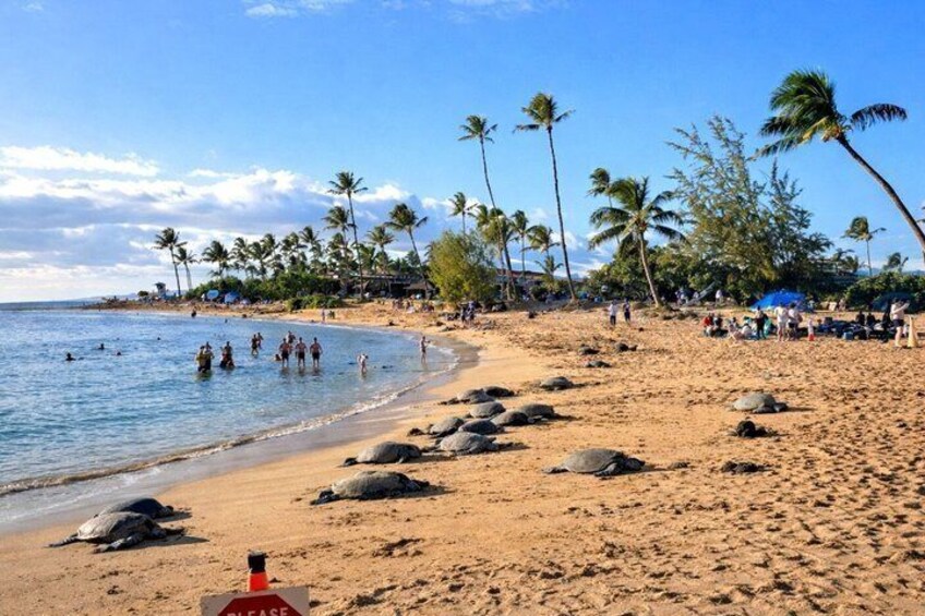 Una playa con gente nadando, palmeras y rocas sobre la arena. 3