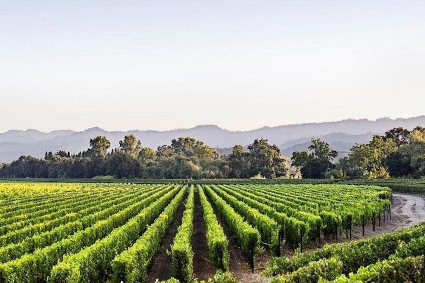 Caymus Vineyard 3
