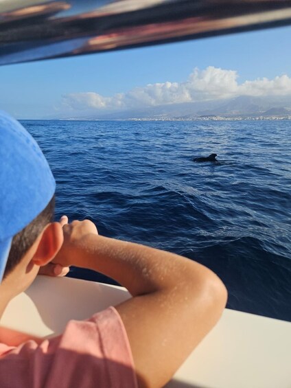 Picture 52 for Activity Travelin’ Lady: Eco Yacht Whale & Dolphin Safari + Swim 2