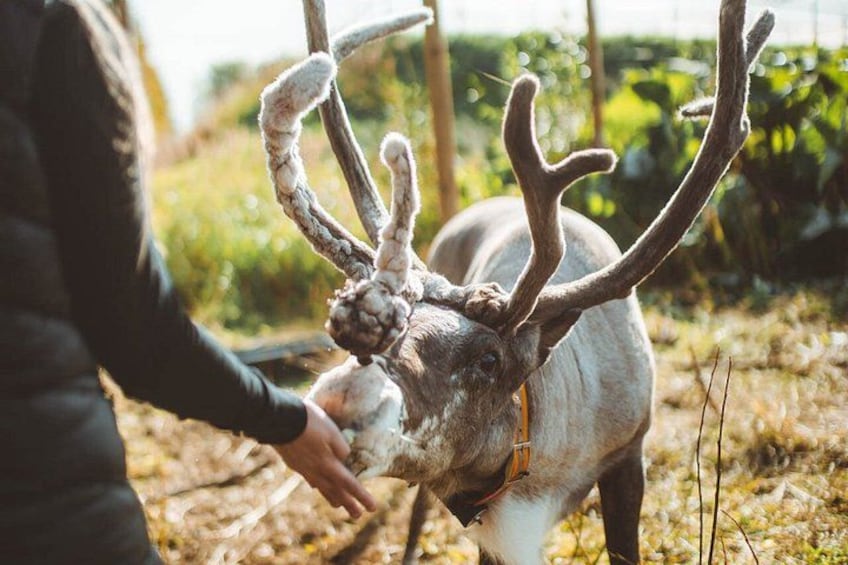 A person interacting with a large antlered animal, likely a deer, in a natural outdoor setting. 2