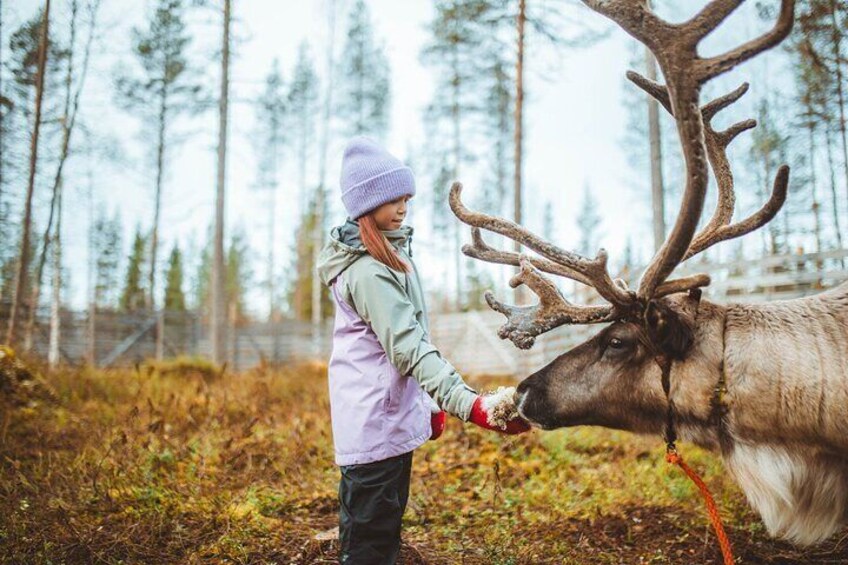 A person in a purple jacket and beanie feeding a reindeer in a forest. 1