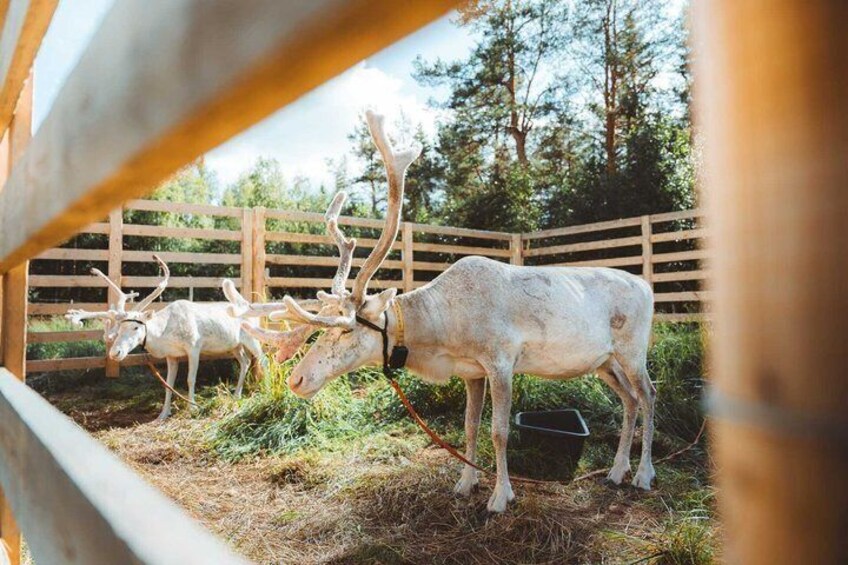 A group of reindeer in a fenced enclosure with a wooden fence and trees in the background. 5