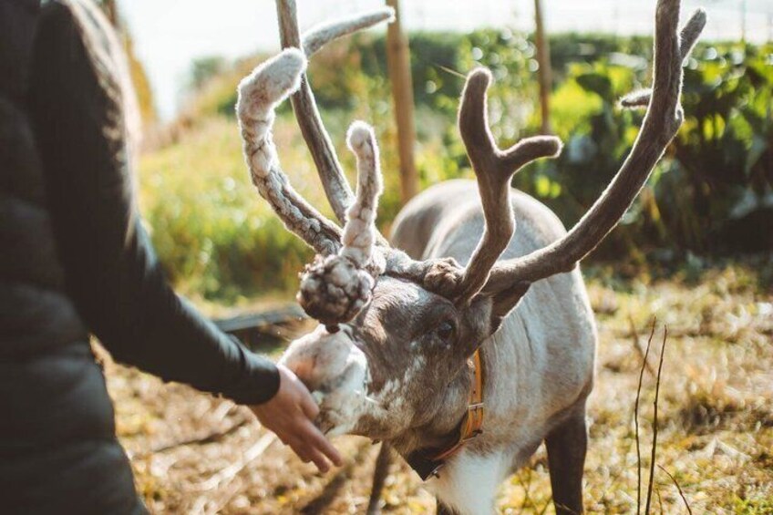 A person interacting with a large deer with prominent antlers in a natural setting. 2