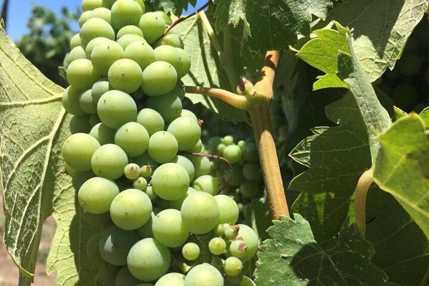 Private Temecula Wine Tour - Old Town Temecula 4
