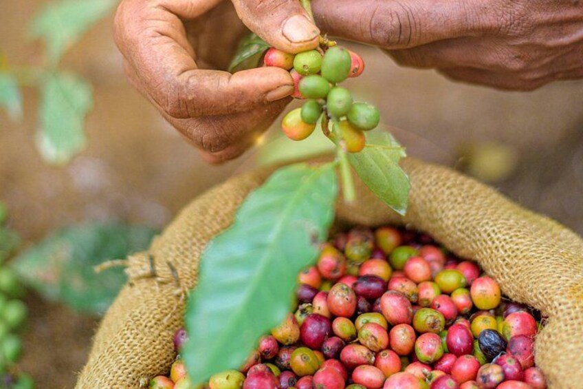 Walking Coffee Class Activity- Kandy 1