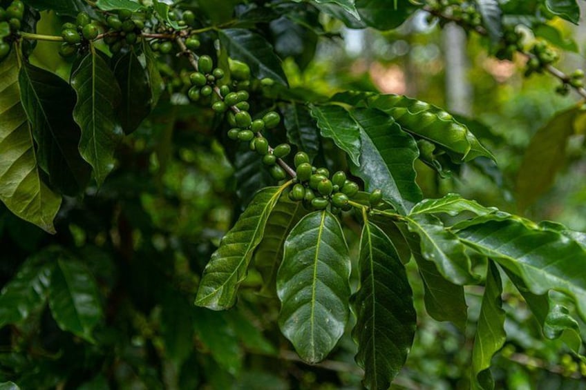 Walking Coffee Class Activity- Kandy 4