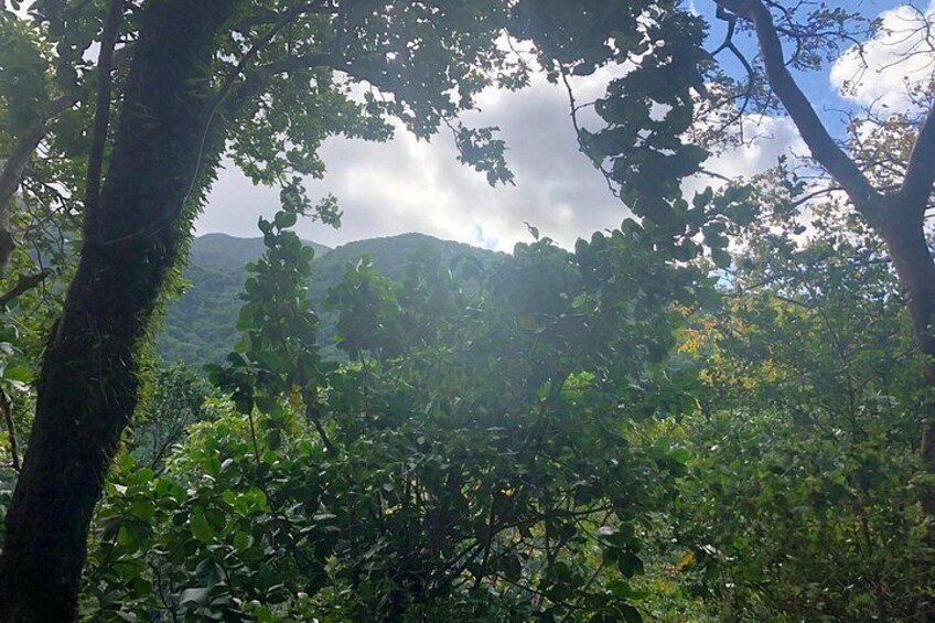 Ein dichter Wald mit durch die Bäume fallendem Sonnenlicht, dahinter ein Gebirge und ein klarer Himmel. 4