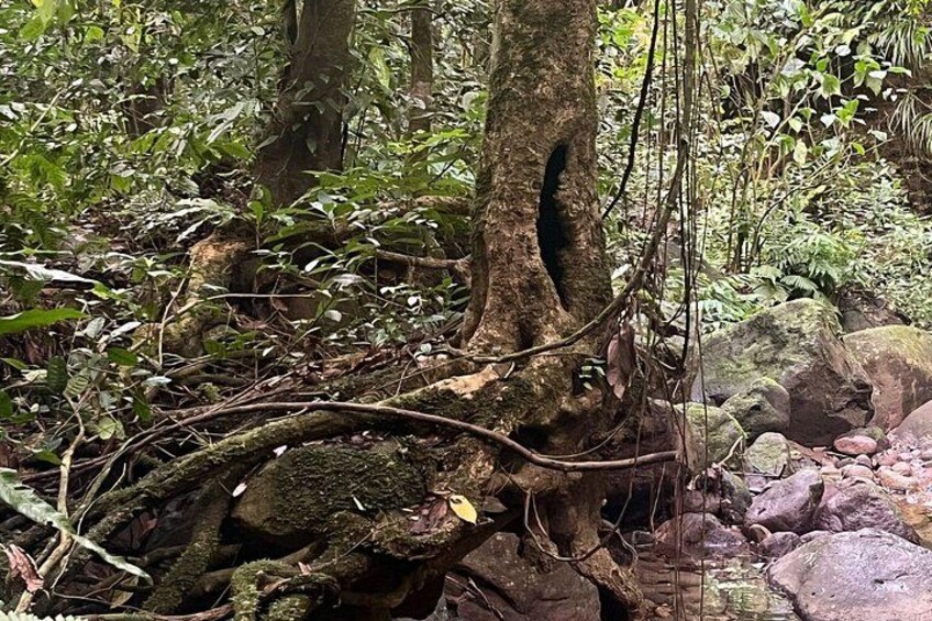Wingfield Rainforest Guided Hike St Kitts Romney Manor Adventure 2