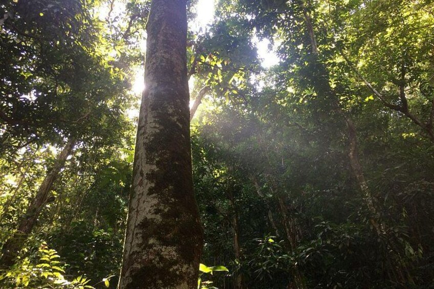 Wingfield Rainforest Guided Hike St Kitts Romney Manor Adventure 3