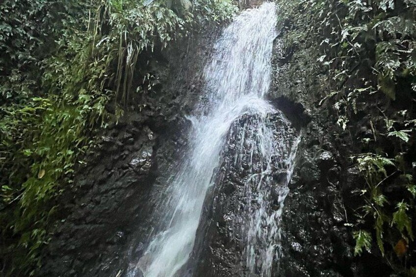 Wingfield Rainforest Guided Hike St Kitts Romney Manor Adventure 4