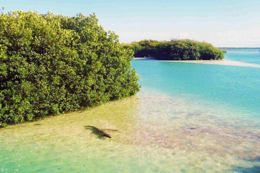A clear turquoise sea, a sandy beach, and dense green vegetation. 4