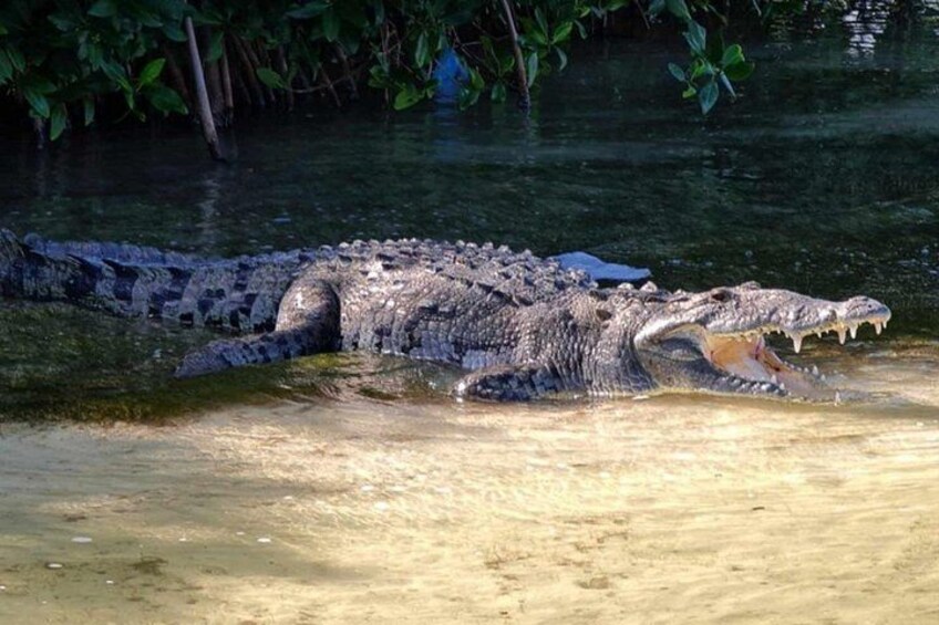 A crocodile in water with a sandy bank and green foliage in the background. 1