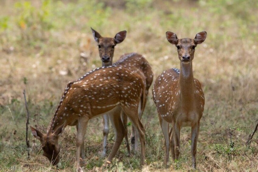 Sigiriya Rock, Polonnaruwa & Minneriya Safari Tour from Dambulla 3