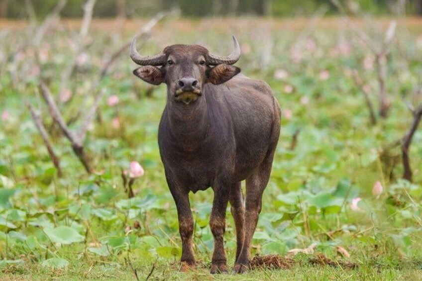 Un búfalo de pie en un campo con follaje verde y flores rosadas. 5