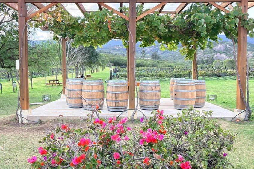 A pergola with wooden barrels, a picnic table, and blooming flowers in a vineyard setting. 2