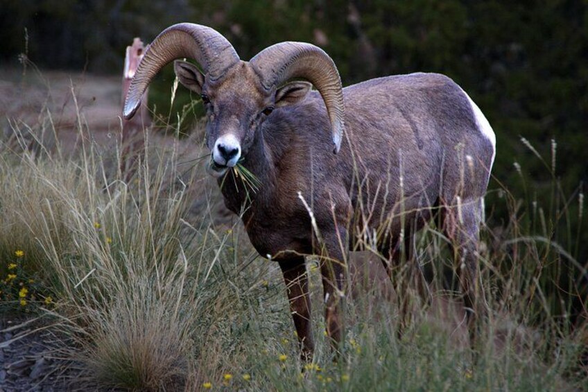 Een berggeit met grote, gebogen hoorns staat in een begroeiend veld met wilde bloemen. 4