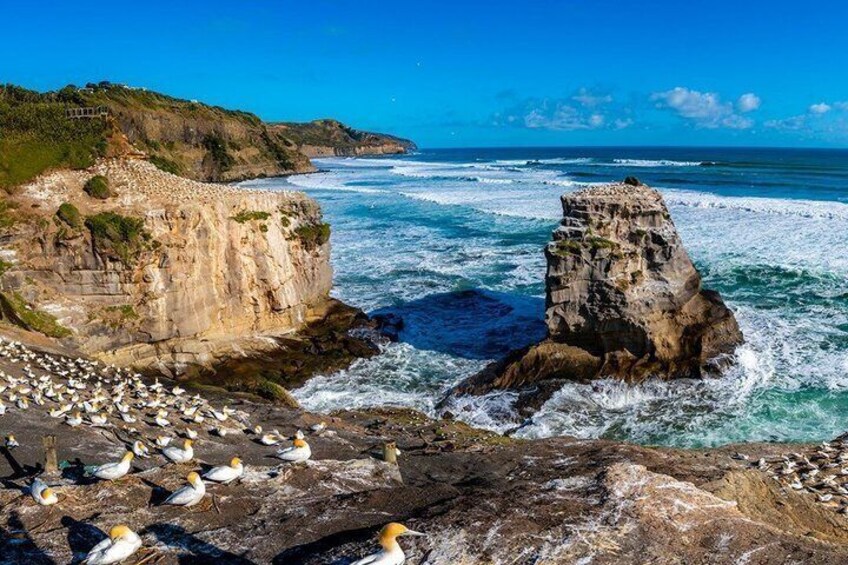 Ultimate Auckland Experience Full Day Tour with Brewery Lunch 4