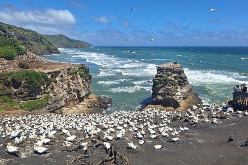 A rocky coastline with a flock of seabirds and waves crashing against the shore. 5