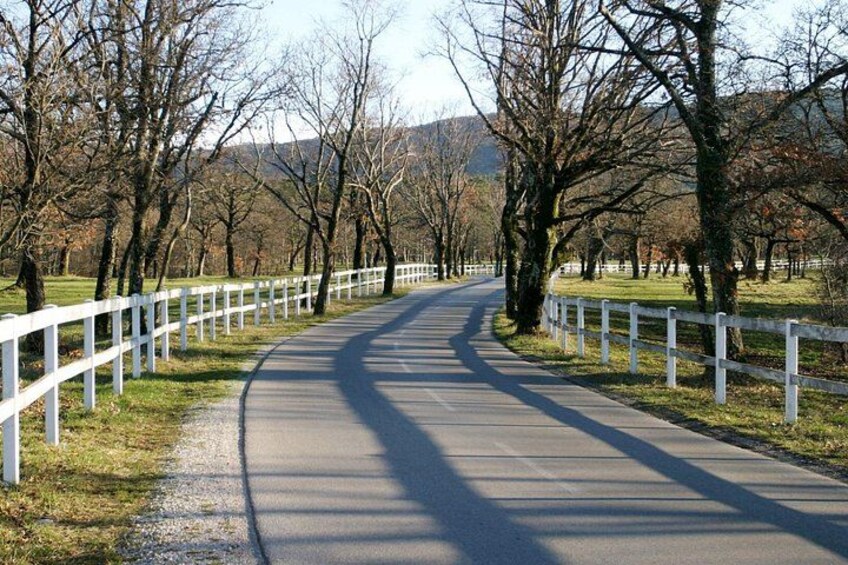 Road to Lipica 4