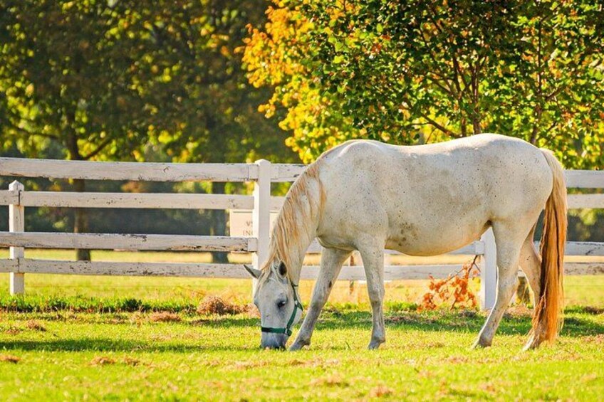 Lipizzaner horse in Lipica 1