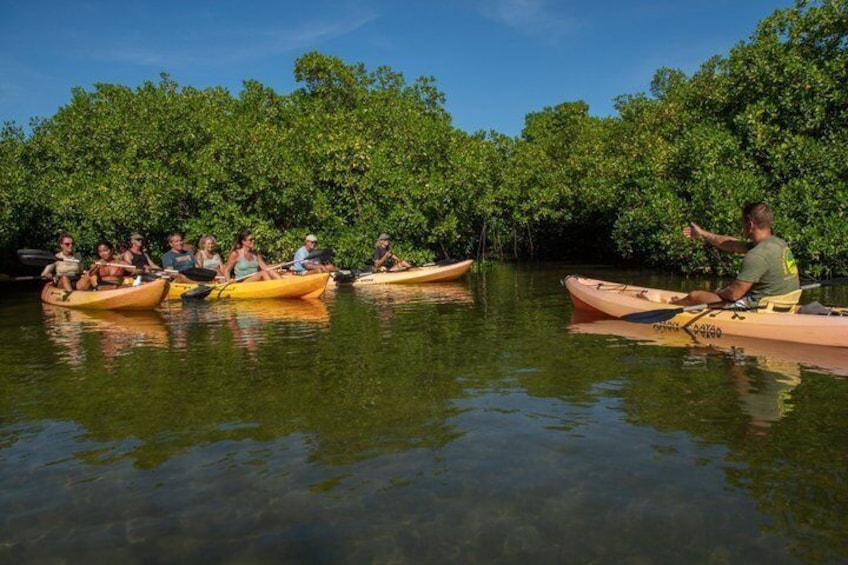 1 Hour Mangrove Kayak Tour 3