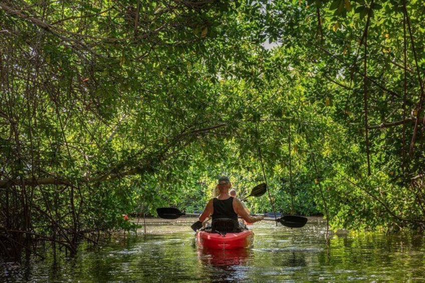 1 Hour Mangrove Kayak Tour 2