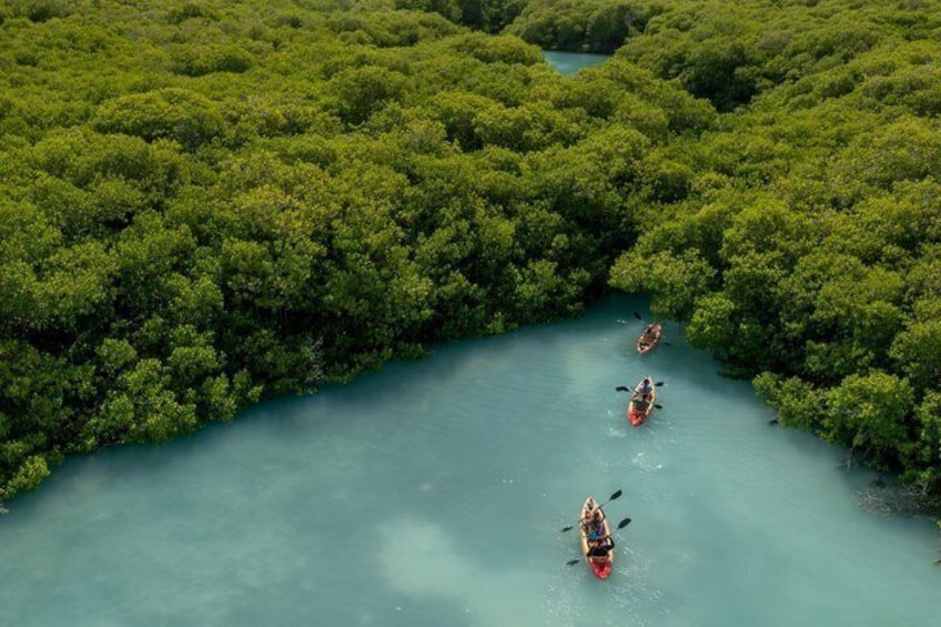 1 Hour Mangrove Kayak Tour 4