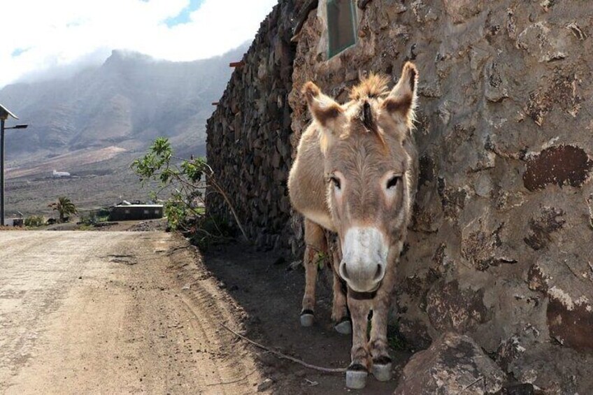 Un burro parado junto a un muro de piedra con un paisaje montañoso al fondo. 1