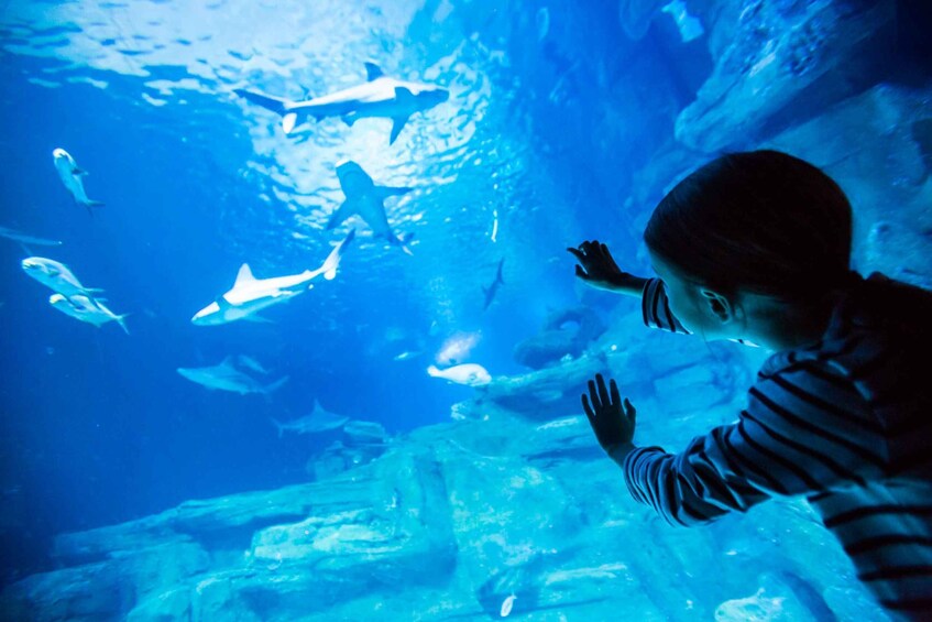 A child observing sharks in an aquarium. 1