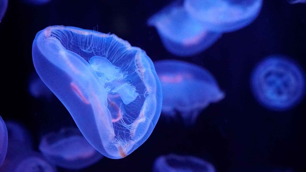 A jellyfish with a translucent bell and visible internal structures, floating in a dark underwater environment. 3