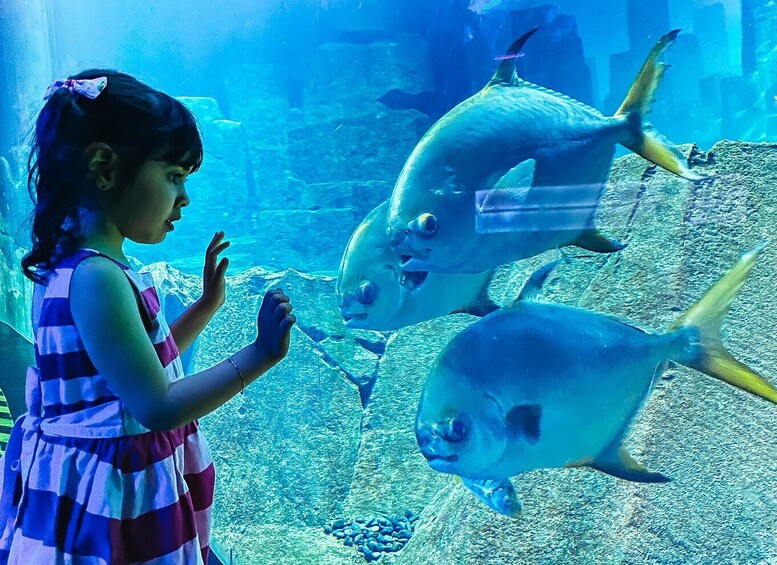 A child observing fish in an aquarium. 2