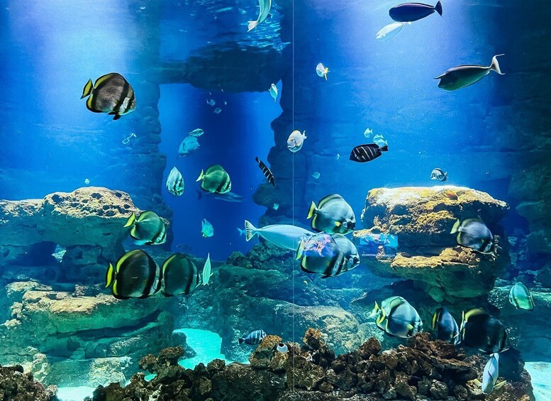 An underwater aquarium with various tropical fish swimming around rocks and coral formations. 4