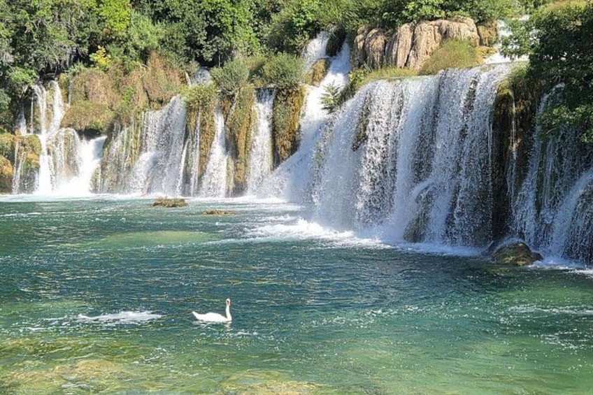 Ein Wasserfall mit klarem Wasser, einem Schwan und üppigem Grün. 2