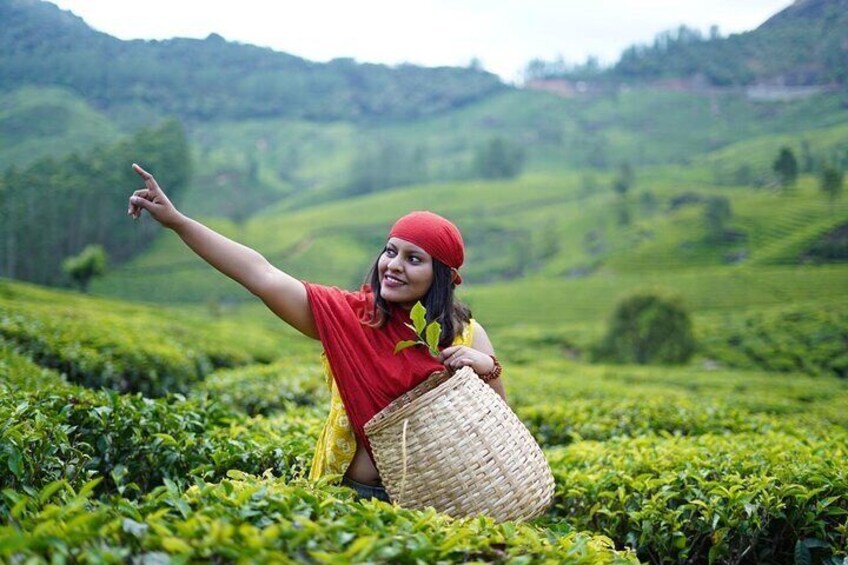 A person in a red shirt and yellow scarf holding a woven basket, pointing towards a lush green tea plantation. 2