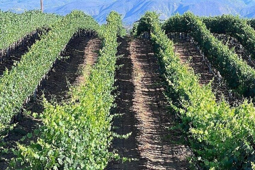 Private Temecula Wine Tour from Bonsall 3