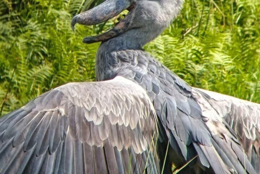 A large bird with grey feathers and a long beak standing among green foliage. 1