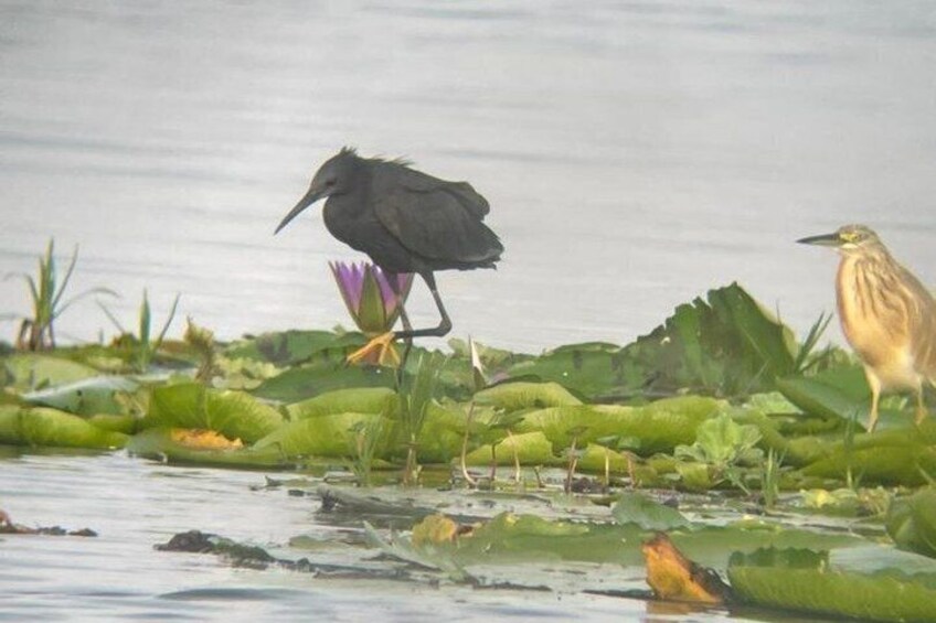 A bird standing on a lily pad in a body of water with other birds and vegetation around. 4