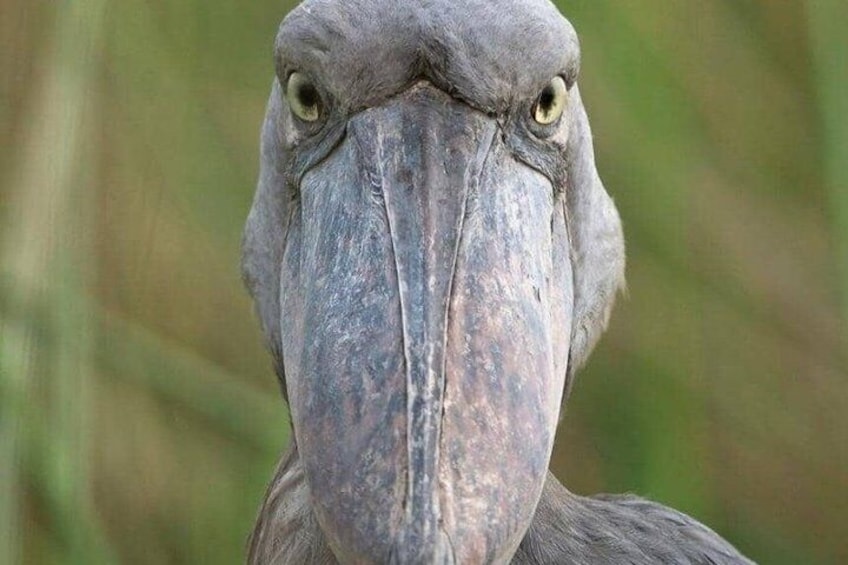 A close-up of a bird with a large beak and a stern expression. 3