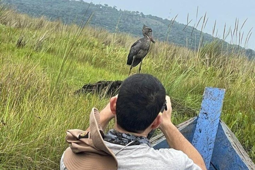 A person photographing a bird in a grassy field with hills in the background. 5