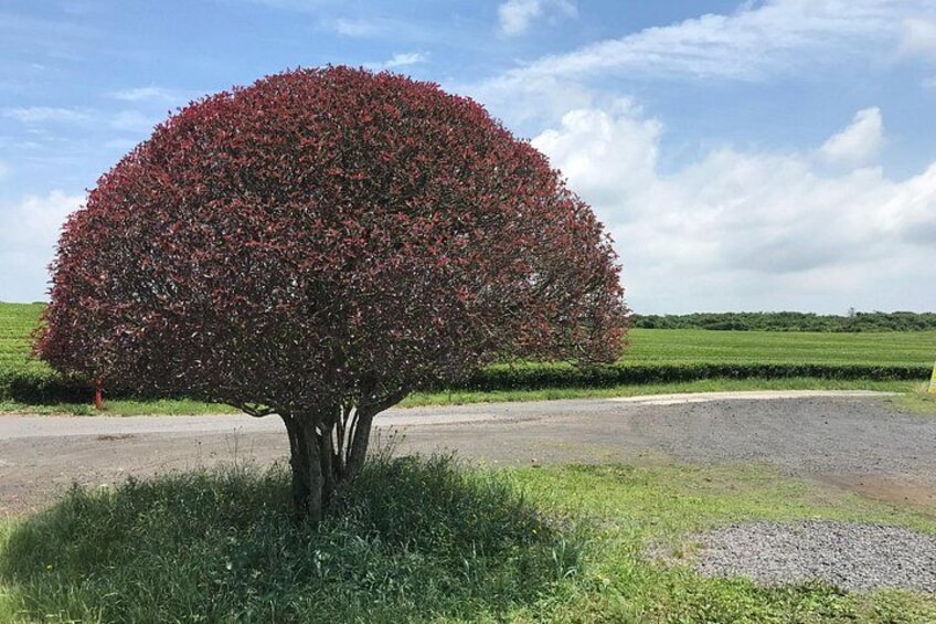 A tree with a dense canopy of red leaves, a gravel path, and a grassy field in the background. 4
