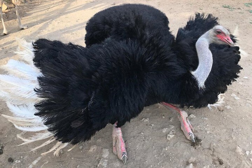 Ein großer Vogel mit schwarzen Federn und einem weißen Hals, stehend auf schottrigem Untergrund. 3