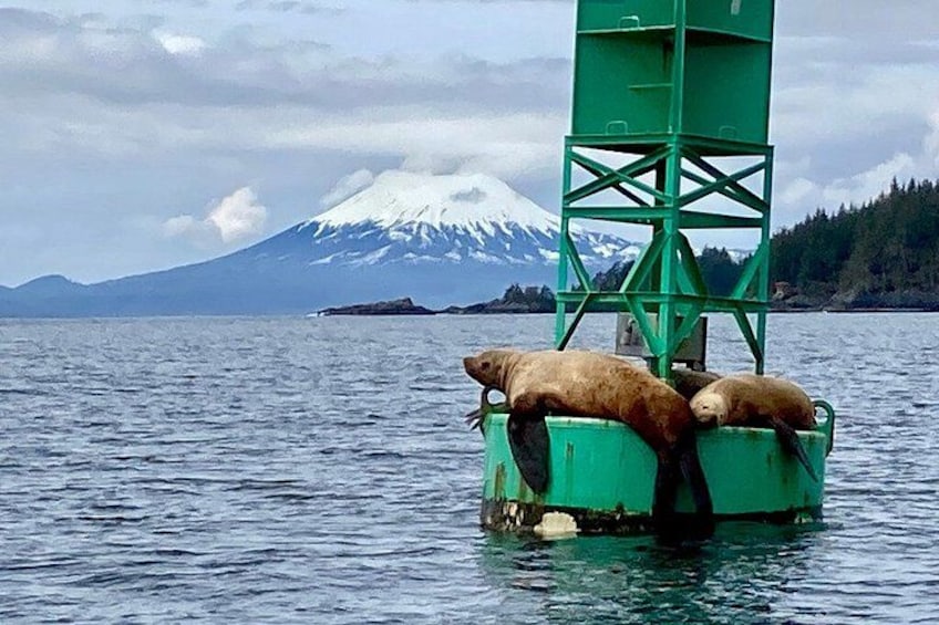 Sitka Scenic Marine Life & Seabird Private Charter Eco-Tour 4