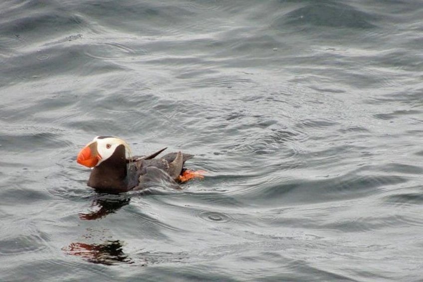 Sitka Scenic Marine Life & Seabird Private Charter Eco-Tour 2