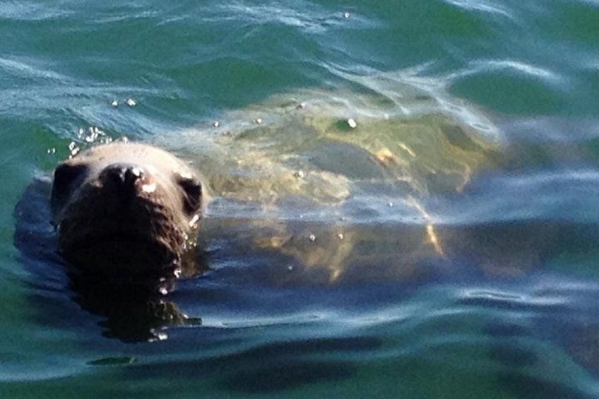 Sitka Marine Life & Seabird Eco-Tour Private Scenic Excursion 2