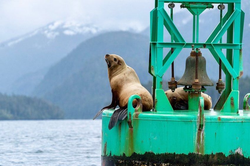 Sitka Marine Life & Seabird Eco-Tour Private Scenic Excursion 2
