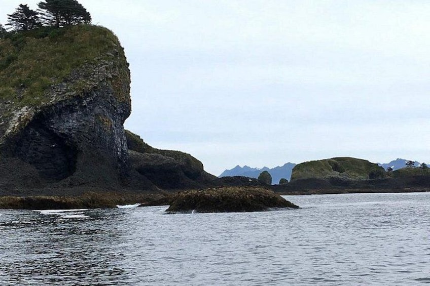 Sitka Marine Life & Seabird Eco-Tour Private Scenic Excursion 3