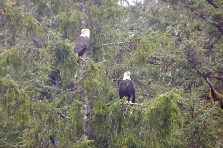 Sitka Marine Life & Seabird Eco-Tour Private Scenic Excursion 4