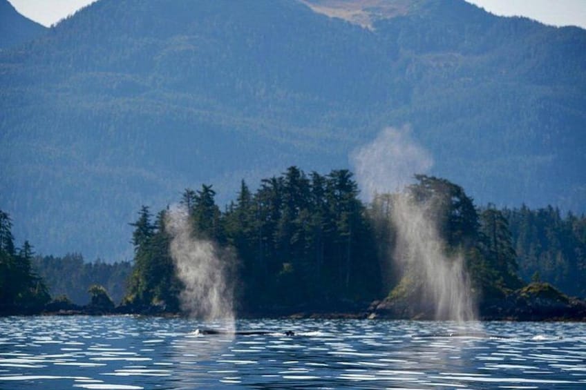 Sitka Scenic Marine Life & Seabird Private Charter Eco-Tour 3
